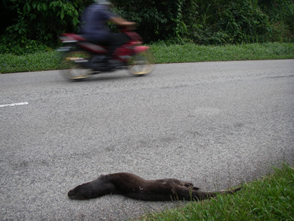 図3.泥炭湿地林の近くの道路で見つけたスマトラカワウソの交通事故死体 A road killed hairy-nosed otter near peat swamp forests in Pekan